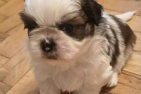 Szczenięta shih tzu z rodowodem, Mazowieckie, Zwoleń