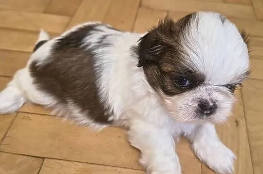 Szczenięta shih tzu z rodowodem, Mazowieckie, Zwoleń