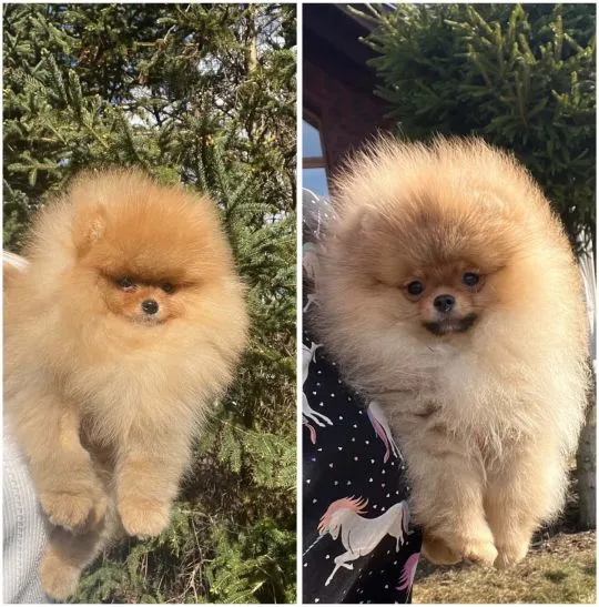Pomeranian szpic miniaturowy FCI/szczeniaki/piekne/Bydgoszcz