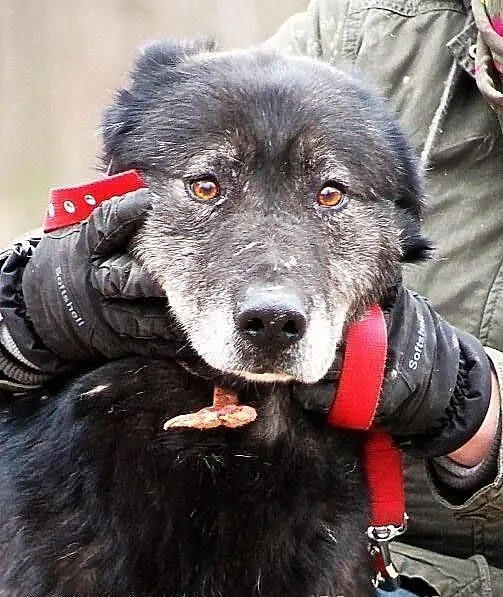 METAXA - kolejne zmarnowane psie życie do adopcji