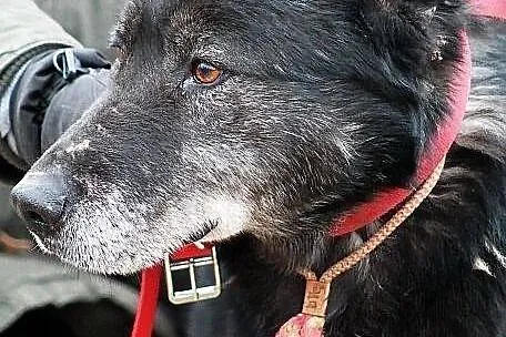 METAXA - kolejne zmarnowane psie życie do adopcji