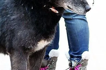 METAXA - kolejne zmarnowane psie życie do adopcji