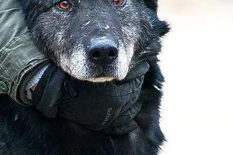 METAXA - kolejne zmarnowane psie życie do adopcji