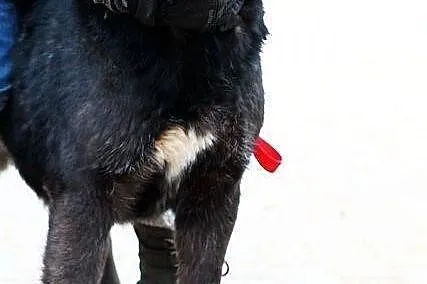 METAXA - kolejne zmarnowane psie życie do adopcji