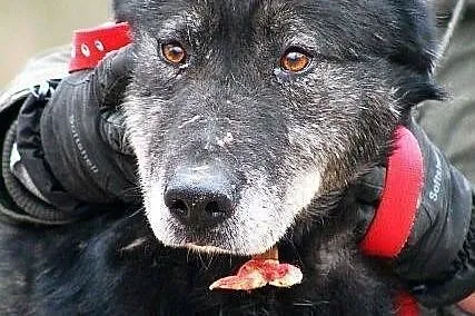 METAXA - kolejne zmarnowane psie życie do adopcji