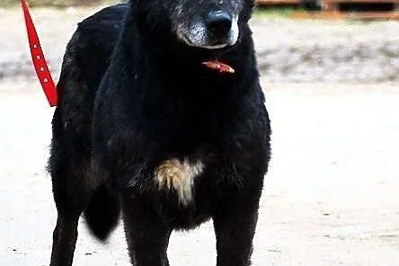 METAXA - kolejne zmarnowane psie życie do adopcji