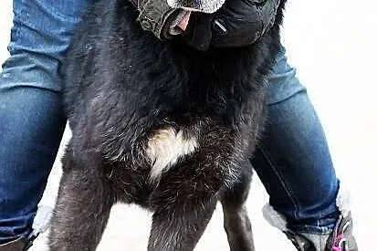 METAXA - kolejne zmarnowane psie życie do adopcji