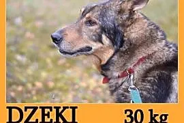 Duży 30 kg, starszy,przyjacielski,kontaktowy pies DŻEKI.Adopcja, śląskie Katowice