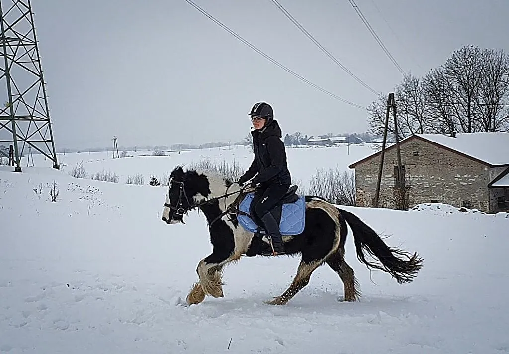 Wydzierżawię klacz Tinker/Gypsy Cob, Pomorskie, Kościerzyna
