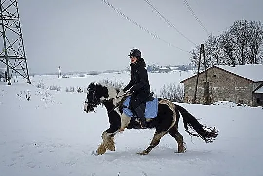 Wydzierżawię klacz Tinker/Gypsy Cob, Pomorskie, Kościerzyna