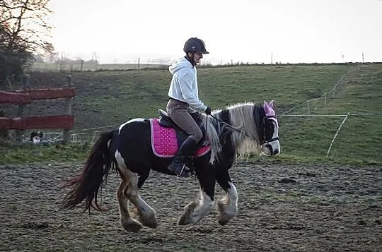 Wydzierżawię klacz Tinker/Gypsy Cob, Pomorskie, Kościerzyna
