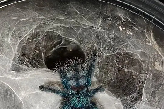 Ptasznik caribena versicolor 2 dc samica