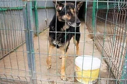 Onyx - pies w typie owczarka niemieckiego szuka domu,  śląskie Katowice
