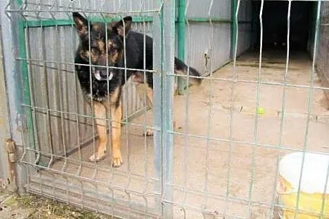 Onyx - pies w typie owczarka niemieckiego szuka do