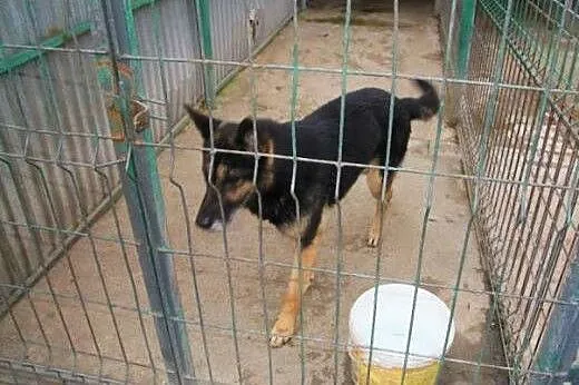 Onyx - pies w typie owczarka niemieckiego szuka do