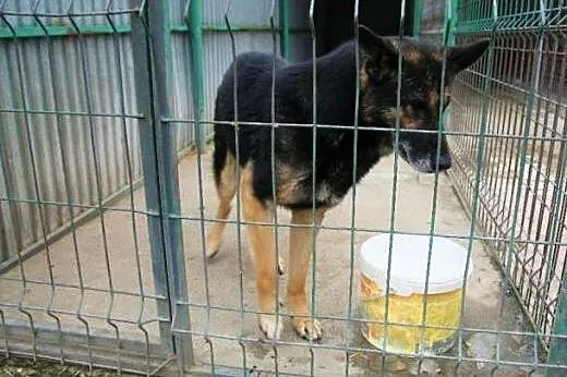 Onyx - pies w typie owczarka niemieckiego szuka do