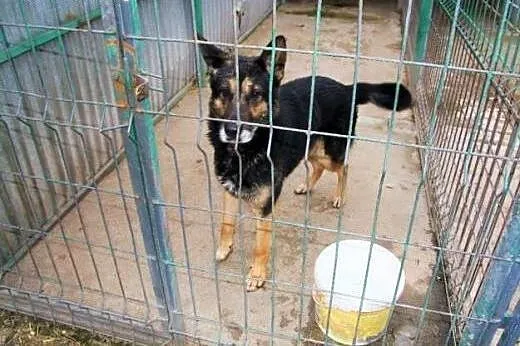 Onyx - pies w typie owczarka niemieckiego szuka do