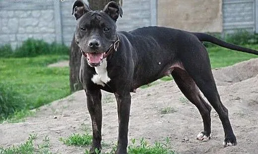 Słodka pit bullka VIKI do adopcji POZNAŃ, wielkop