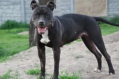 Słodka pit bullka VIKI do adopcji POZNAŃ,  wielkop