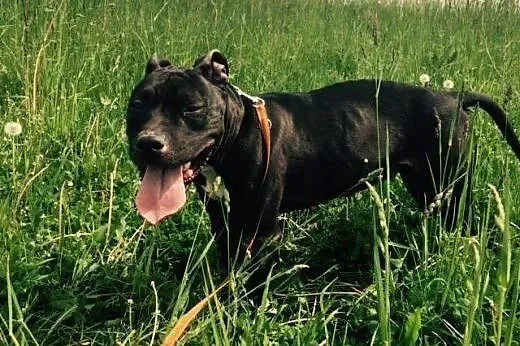 Słodka pit bullka VIKI do adopcji POZNAŃ,  wielkop