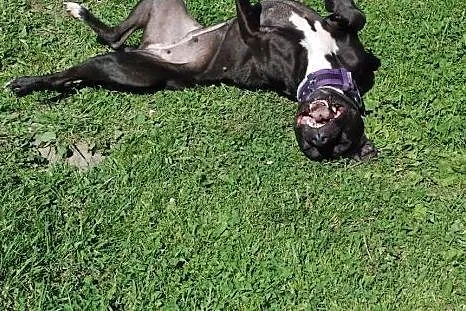 Słodka pit bullka VIKI do adopcji POZNAŃ,  wielkop