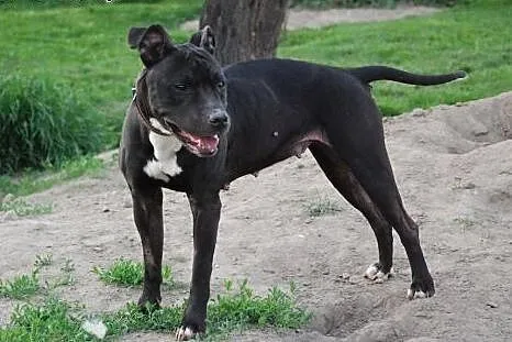 Słodka pit bullka VIKI do adopcji POZNAŃ,  wielkop