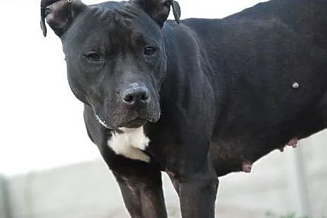 Słodka pit bullka VIKI do adopcji POZNAŃ,  wielkop