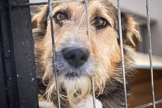 Foks - uroczy psiak do adopcji!,  mazowieckie Wars