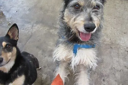 Foks - uroczy psiak do adopcji!,  mazowieckie Wars