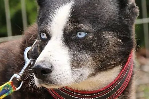 Blu - niebieskooki przystojniak,  mazowieckie Nowy