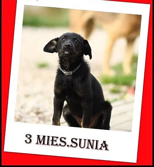 3 miesięczna suczka docelowo średnia.ADOPTUJ !,