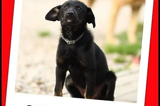 3 miesięczna  suczka docelowo średnia.ADOPTUJ !,  