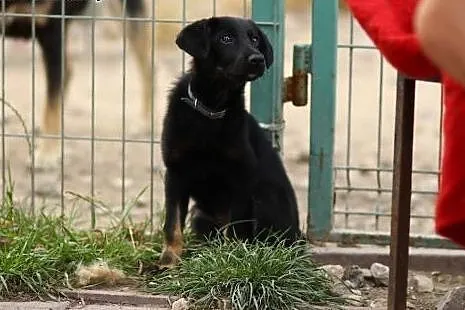 3 miesięczna  suczka docelowo średnia.ADOPTUJ !,  