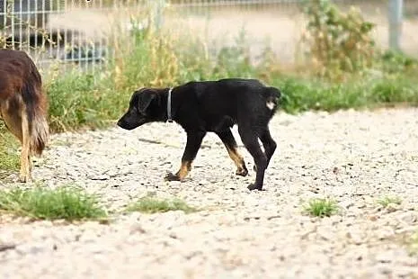 3 miesięczna  suczka docelowo średnia.ADOPTUJ !,  