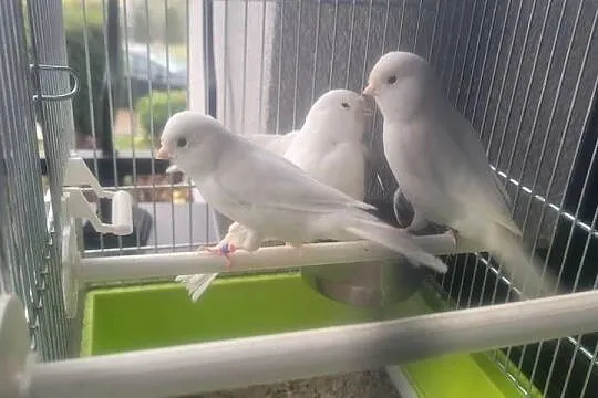 Biale  i zolte kanarki