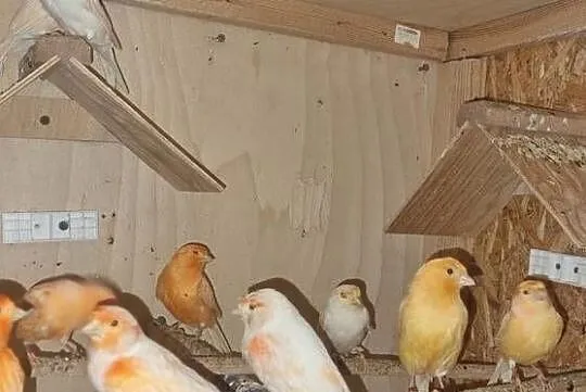 Kanarek kanarki stado 24szt Likwidacja calość, Śląskie, Katowice