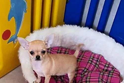 Chihuahua śliczna biszkoptowa suczka z rodowodem