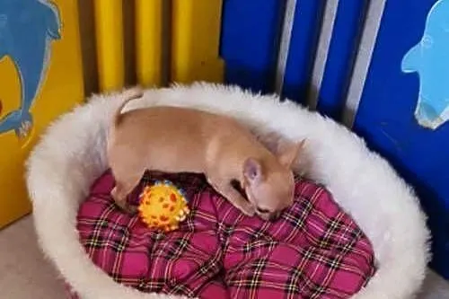 Chihuahua śliczna biszkoptowa suczka z rodowodem, Śląskie, Częstochowa