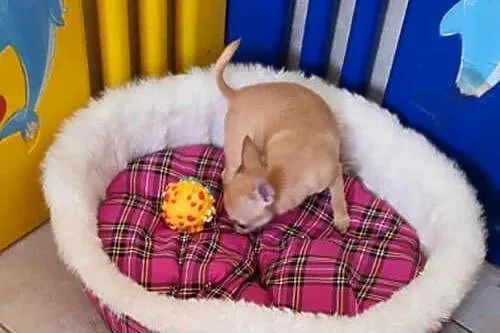 Chihuahua śliczna biszkoptowa suczka z rodowodem, Śląskie, Częstochowa