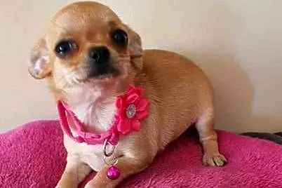 Chihuahua śliczna biszkoptowa suczka z rodowodem, Śląskie, Częstochowa