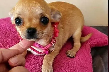 Chihuahua śliczna biszkoptowa suczka z rodowodem, Śląskie, Częstochowa