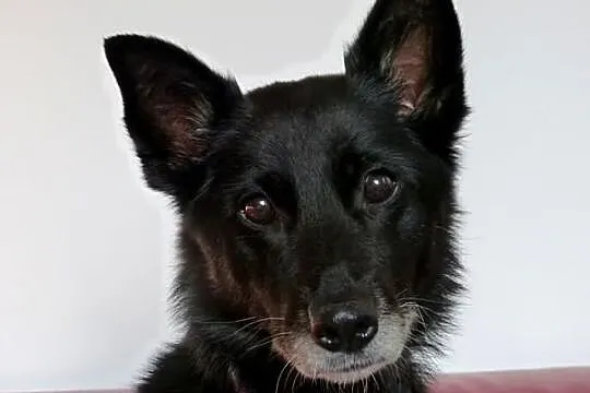 Kora idealna domowa suczka. ADOPCJA