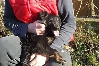 Balbinka śliczna młoda sunia Adopcja ŁTOnZ