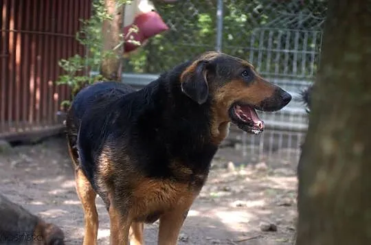 Soffi, przeszła piekło a teraz szuka domu!