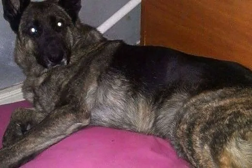TIGRA - oaza łagodności, gejzer radości!,  łódzkie