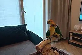 Papuga barwinka białobrzucha - para 