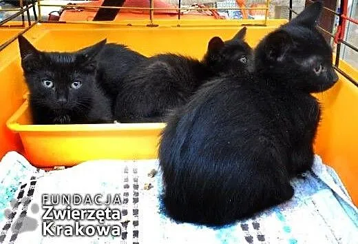 Mrucząca kocia banda, małopolskie Kraków