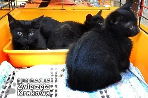 Mrucząca kocia banda,  małopolskie Kraków