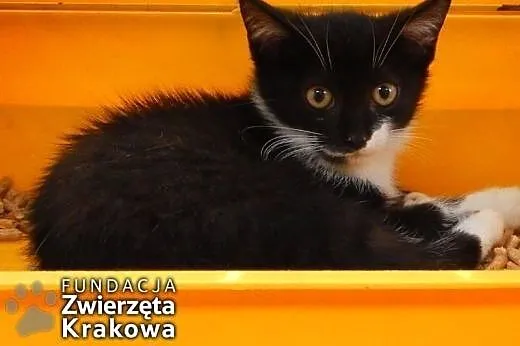 Mrucząca kocia banda,  małopolskie Kraków