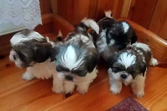 Shih TZU przepiękne szczeniaki tricolor i tricolor niebieskie wzorzec rasy, Świętokrzyskie, Klimontów
